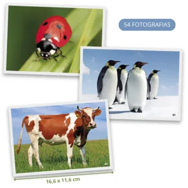 Fotos Animais