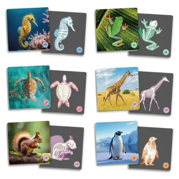 Animais Vertebrados e os Seus Esqueletos
